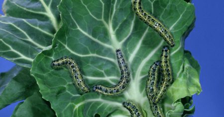 Борба гъсеница