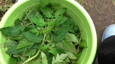 Домати върхове