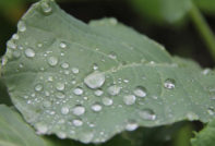 капки за зеле