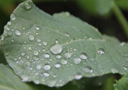 lašai ant kopūstų