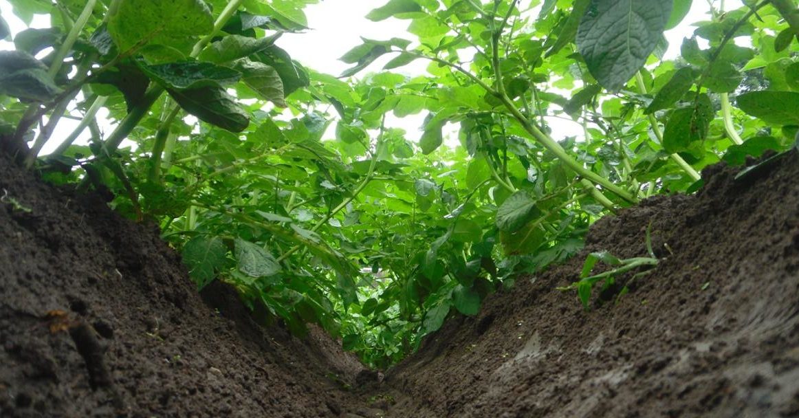 Високи върхове