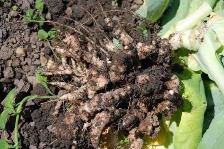 patinimas kopūstuose