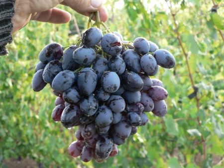 гроздов клон