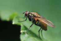 Лети на зеле