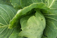 Неотворено зеле