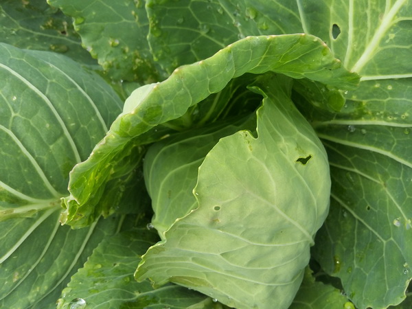 Bắp cải chưa mở