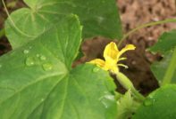 краставици