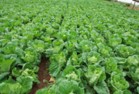 китайско зеле