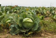 легло със зеле