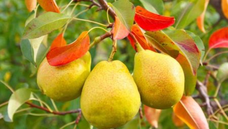 Листа от червена круша