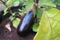 ripe eggplant