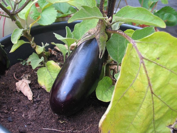 ripe eggplant