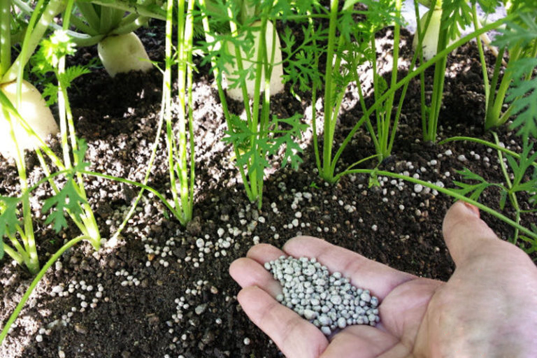 хранене на моркови