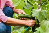 краставици