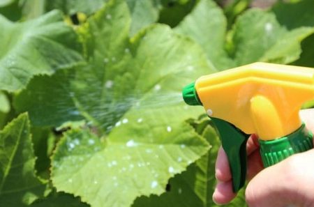 lapų viršutinis padažas