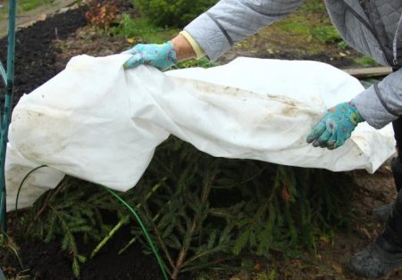 подслон рози за зимата