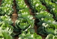 Зеленчуци след зеле