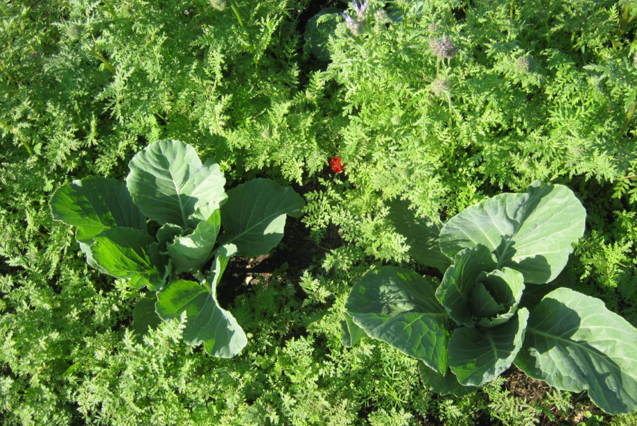 Siderata cabbage
