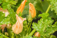 zucchini flowers