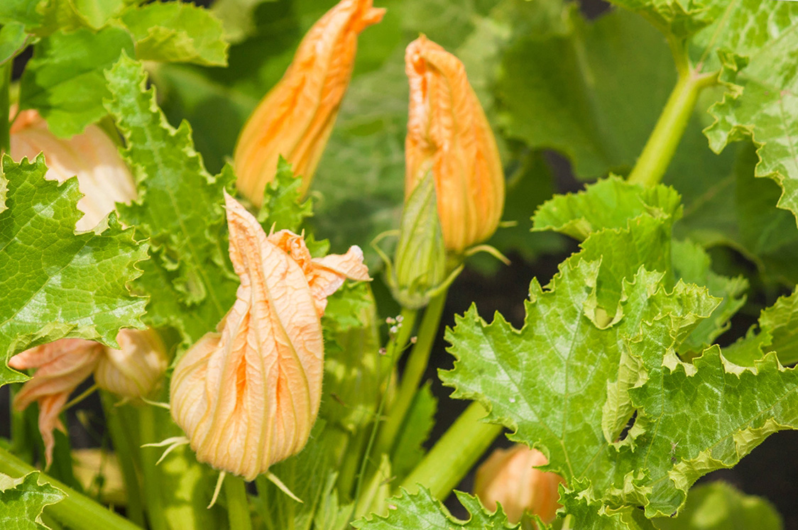 zucchini flowers