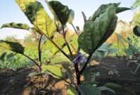 eggplant blooms