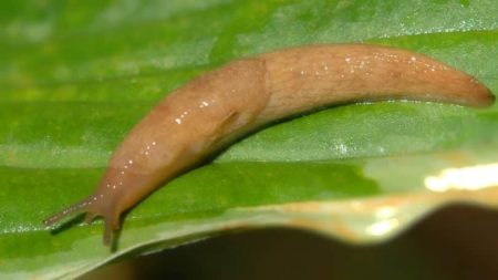 пълзящи пълзички