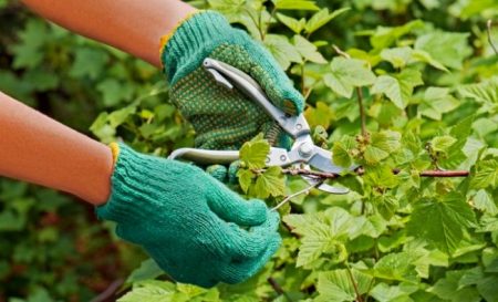 Подрязване на касис