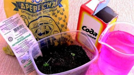 có nghĩa là cho dưa chuột