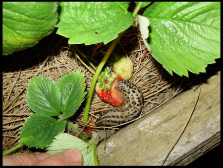 хранене на охлюви