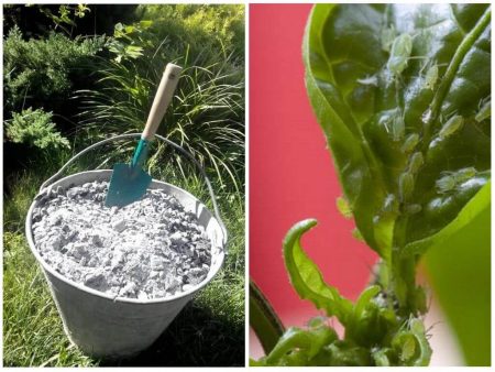 Пепел от листни въшки