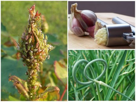 Чесън от листни въшки