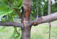 напукване на кора от ябълково дърво