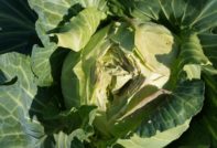 Натрошено зеле