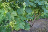 грижа за грозде през лятото