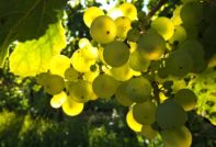 Сортове грозде