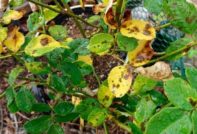 Листата пожълтяват