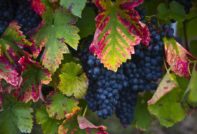 Грозде Северен блата