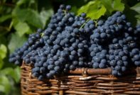 Гроздова топка загадка