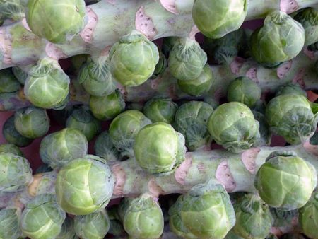 Brussels sprouts