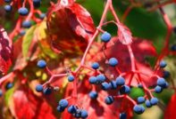 грижа за грозде