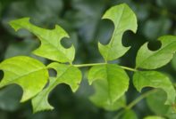 розови листа в дупка