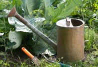 борба с листни въшки