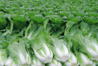 отглеждане на зеле