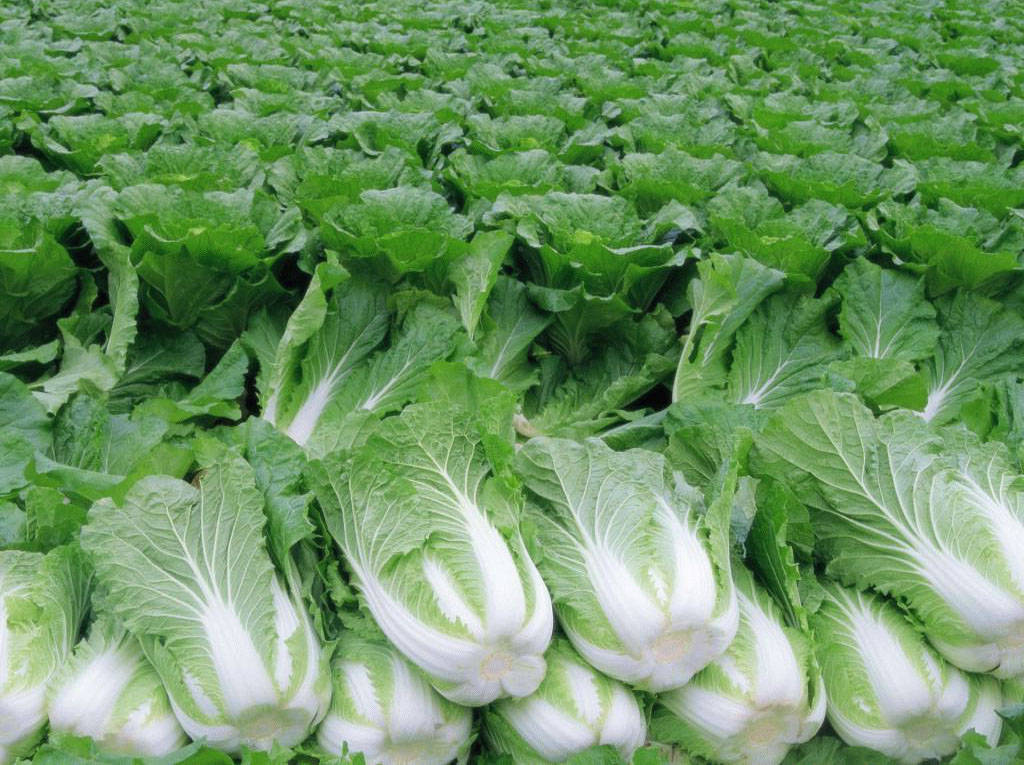 отглеждане на зеле