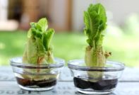 Китайско зеле техните пънове