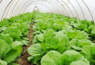 отглеждане на зеле