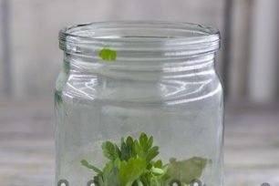 žalumynų stiklainyje