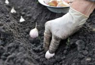 засаждане на чесън