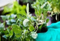 разсадът избледнява