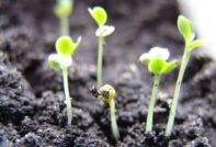 зеле разсад